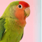 Exotic Birds Product Category by Bhopal Pets Online