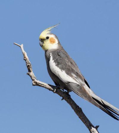 grey cockatiel tamil nadu