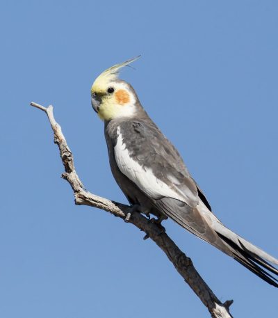 grey cockatiel tamil nadu