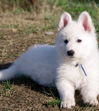 white german shepherd tamil nadu puppy with a thick long coat and majestic standing posture