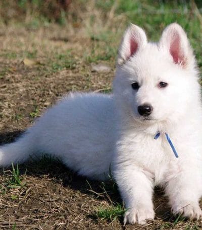 white german shepherd tamil nadu puppy with a thick long coat and majestic standing posture