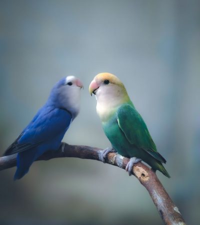 green and teal love birds tamil nadu