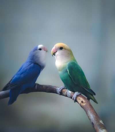green and teal love birds tamil nadu