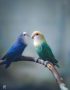 green and teal love birds tamil nadu
