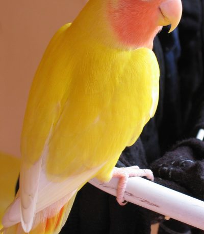 lutino love birds tamil nadu