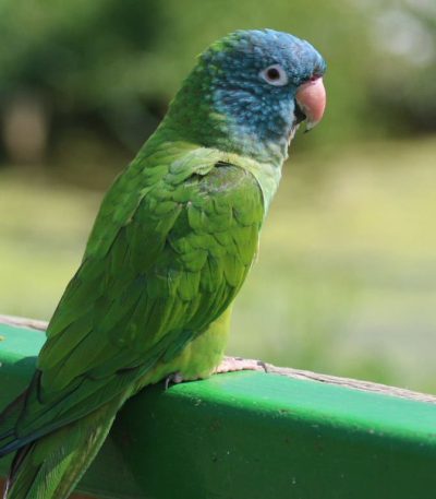 blue crown conure tamil nadu