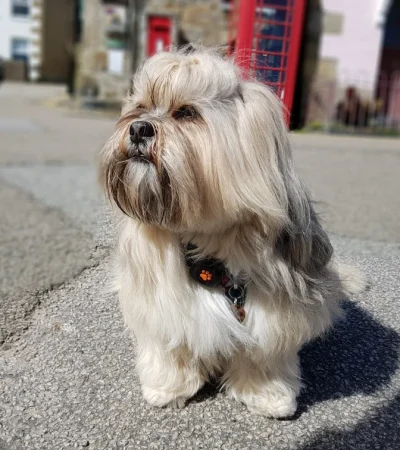 lhasa puppies tamil nadu showing a thick golden-white coat and traditional regal posture