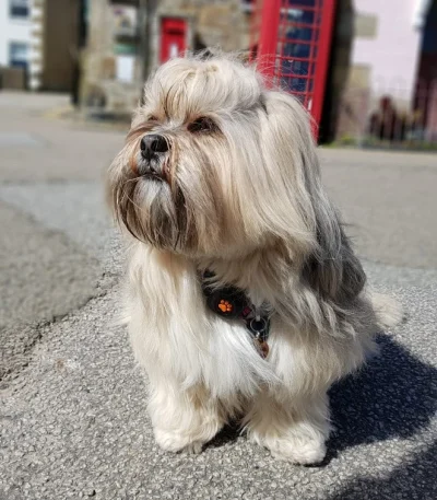 lhasa puppies tamil nadu showing a thick golden-white coat and traditional regal posture