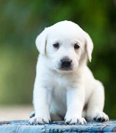 white labrador puppy tamil nadu with a pristine cream-white coat and broad heavy bone structure