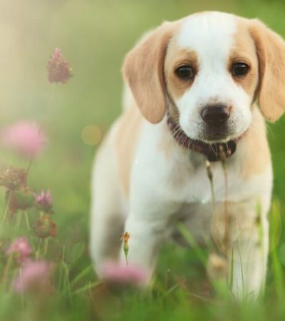 lemon and white beagle tamil nadu puppy with light tan patches and a friendly, alert expression