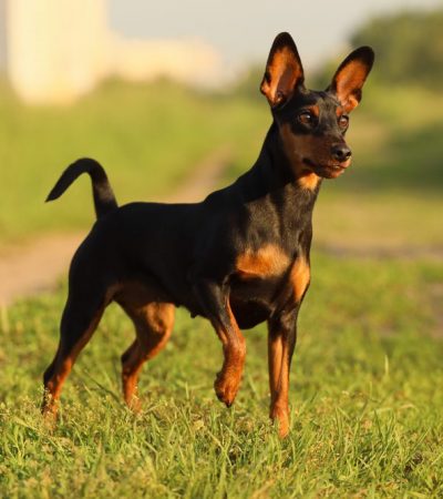 miniature pinscher puppy tamil nadu with a sleek coat, high-stepping gait, and alert ears