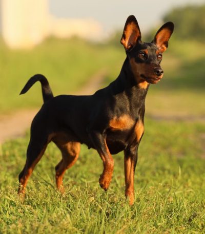 miniature pinscher puppy tamil nadu with a sleek coat, high-stepping gait, and alert ears