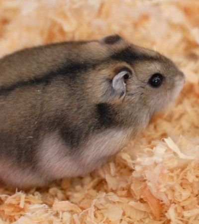 russian hamster pairs tamil nadu featuring two small socialized dwarf hamsters in a natural setup