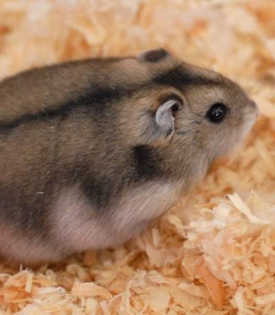 russian hamster pairs tamil nadu featuring two small socialized dwarf hamsters in a natural setup