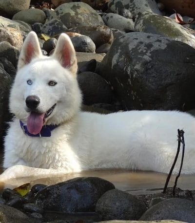 white woolly husky tamil nadu pure white puppy with thick plush fur and bright eyes