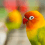 Small Size pets Birds sold by Bhopal Pets Online