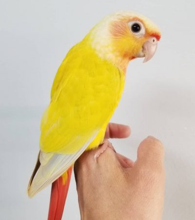 sun cheek conure tamil nadu