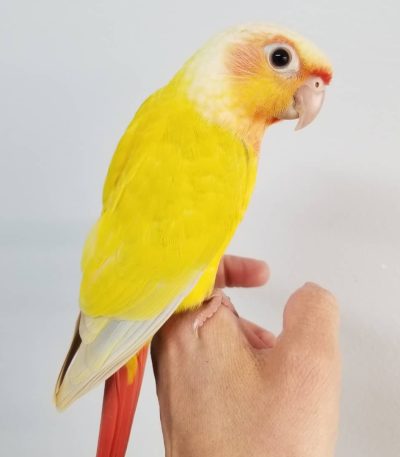 sun cheek conure tamil nadu