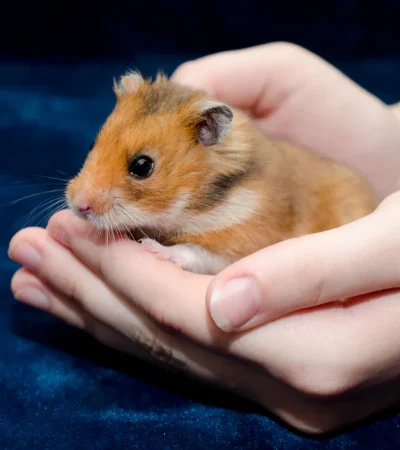 Syrian Hamsters Pairs Price Bhopal - Healthy Golden Hamster Pair