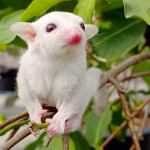 sugar glider albino pair tamil nadu featuring two rare snow-white sugar gliders with red eyes