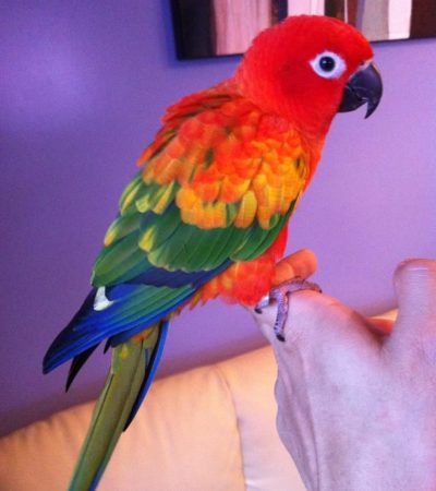 hyper red sun conure tamil nadu