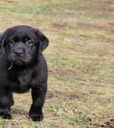 black labrador puppy tamil nadu with a shiny jet-black coat and broad heavy bone structure