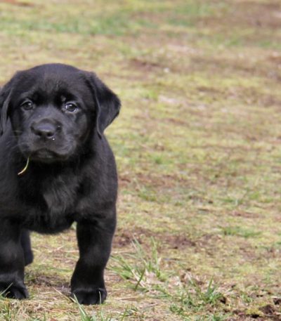 black labrador puppy tamil nadu with a shiny jet-black coat and broad heavy bone structure