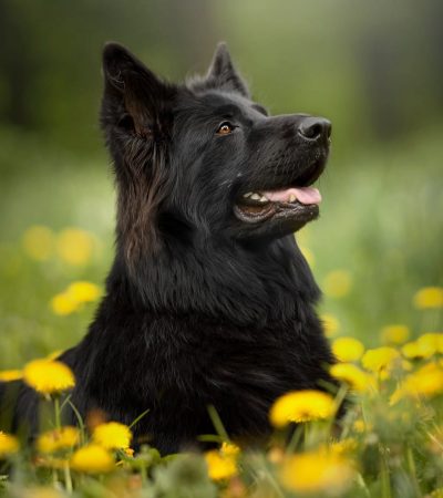 black double coat shepherd tamil nadu puppy with a thick jet-black double coat and alert posture