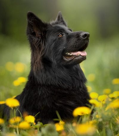 black double coat shepherd tamil nadu puppy with a thick jet-black double coat and alert posture