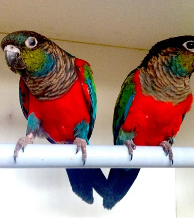 Crimson Bellied Conure Pair