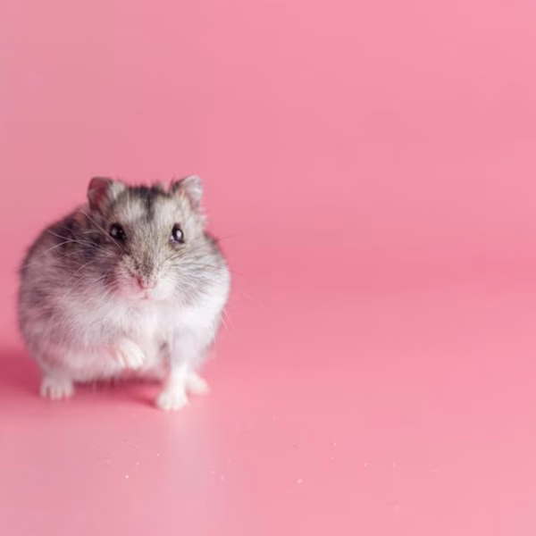 dwarf hamster pairs tamil nadu featuring a pair of active socialized dwarf hamsters