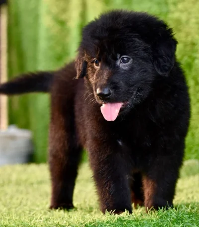 black long coat shepherd tamil nadu puppy with a thick jet-black long coat and alert posture