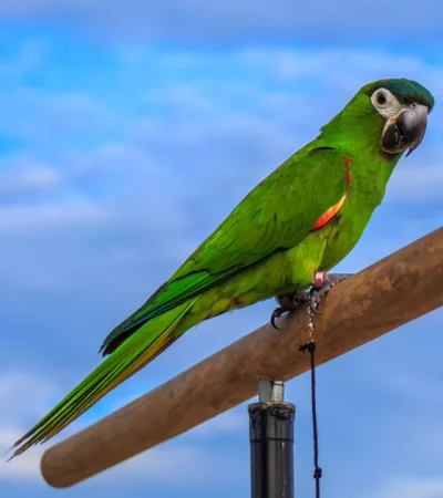 hahns macaw tamil nadu