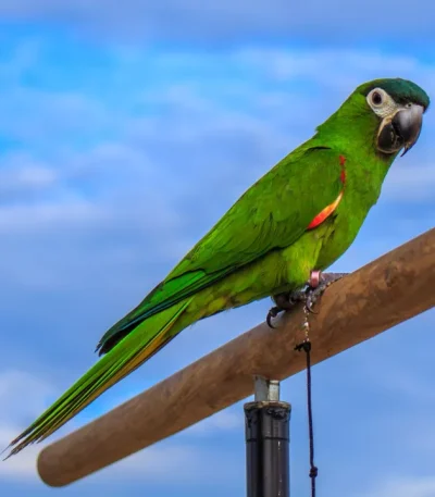 hahns macaw tamil nadu