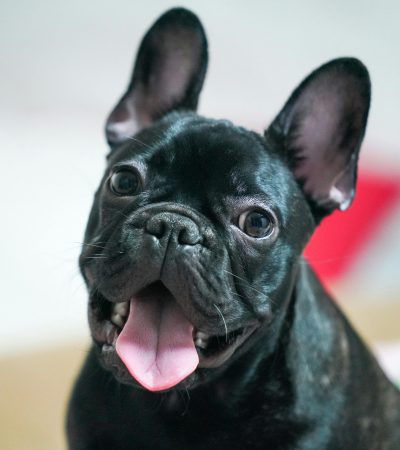 French Bulldog Puppy Price & Availability In Tamilnadu