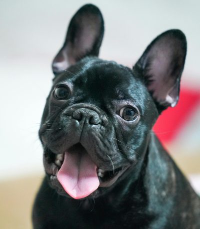 French Bulldog Puppy Price & Availability In Tamilnadu