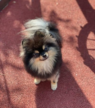 Pomeranian puppy /adult | Black Color