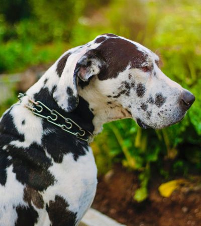 harlequin great dane tamil nadu puppy with a white coat and irregular black torn patches