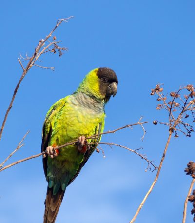 nanday conure tamil nadu