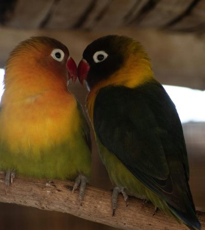 black masked love birds tamil nadu