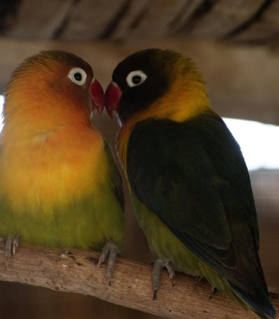 black masked love birds tamil nadu
