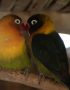 black masked love birds tamil nadu