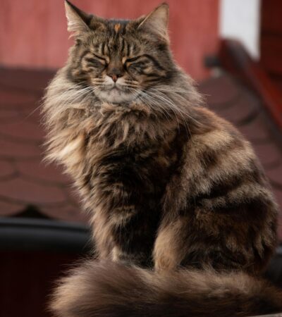 Siberian cat Kitten/Adult