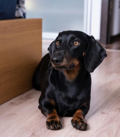 Dachshund Puppy /Adults | Black & Tan Color
