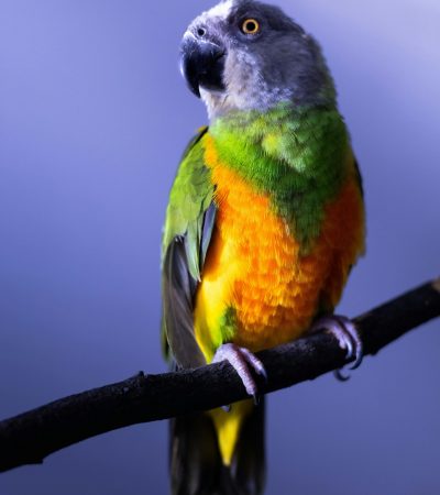 senegal parrot tamil nadu