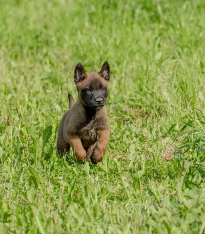 Belgian Malinois Puppy