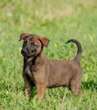 belgian malinois puppy tamil nadu