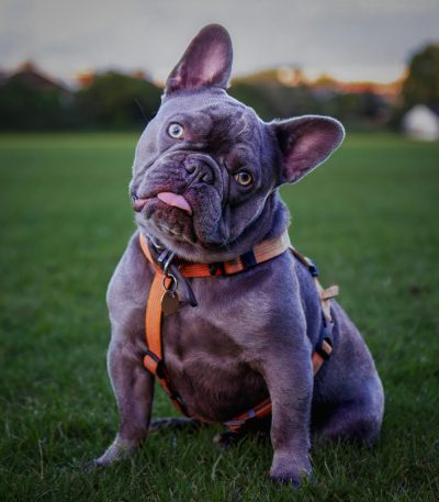French Bulldog Puppy / Adult | Blue Color