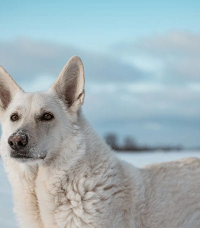 white german shepherd tamil nadu puppy with a thick double coat and alert expression