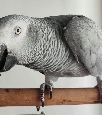 African Grey Parrot